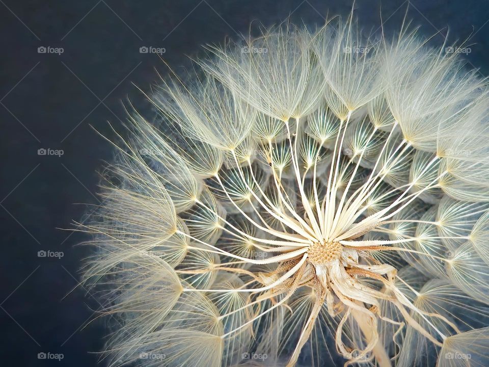 Fragile Beauty, Macro World