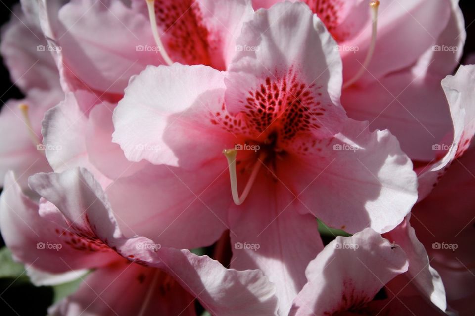 Rhododendron flower 