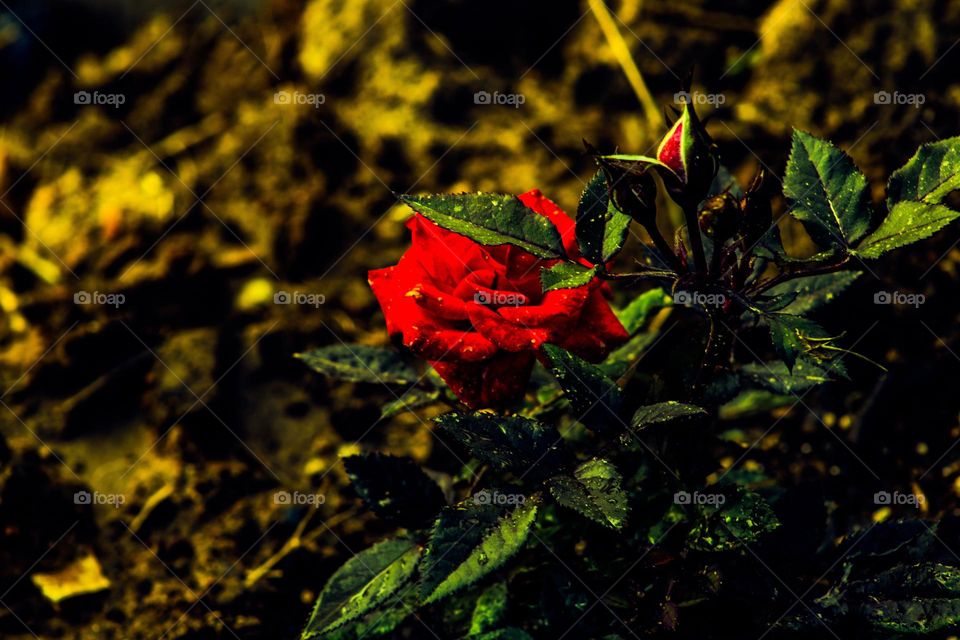 roses on a spring day