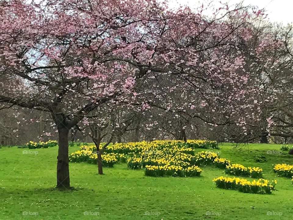 Cherry blossom tree and daffodils in spring 