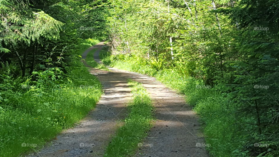 forest trail