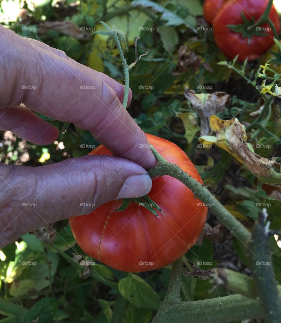 Picking tomato