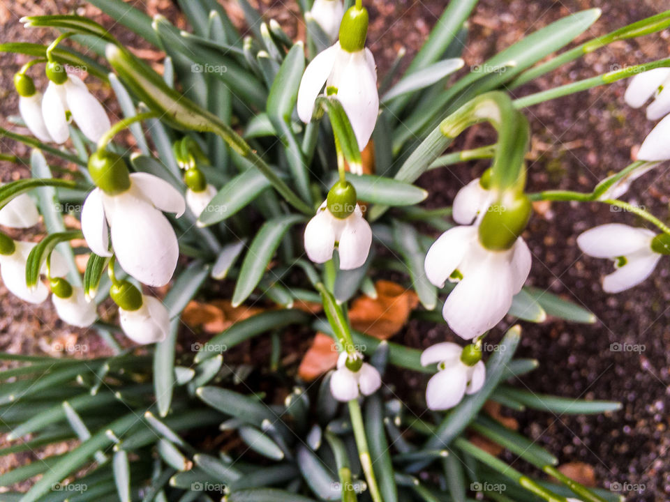 the first flowers are the snowdrops