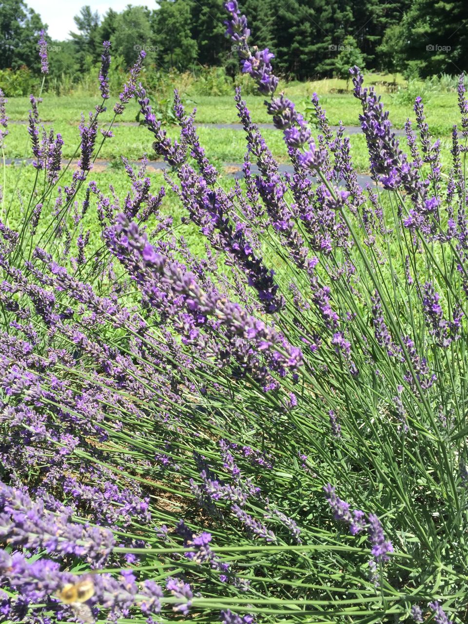 Purple stalks of lavender in full bloom