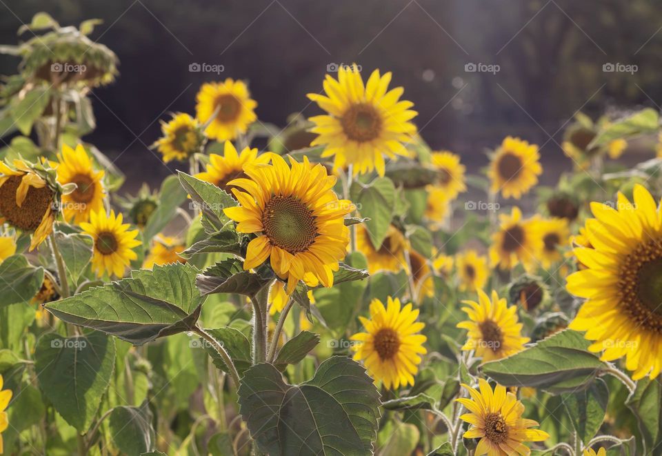 A field full of sunflowers in the late afternoon sun