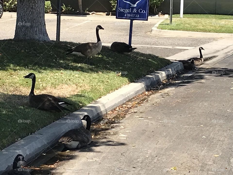 Several geese congregating near the parking lot.