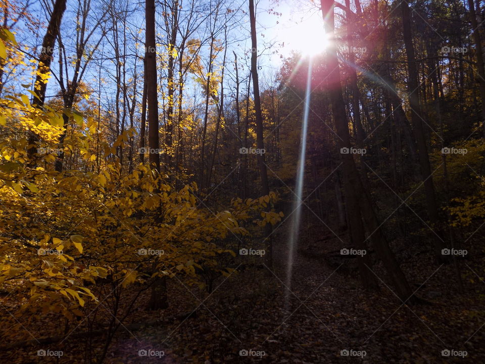 View of sunlight in forest