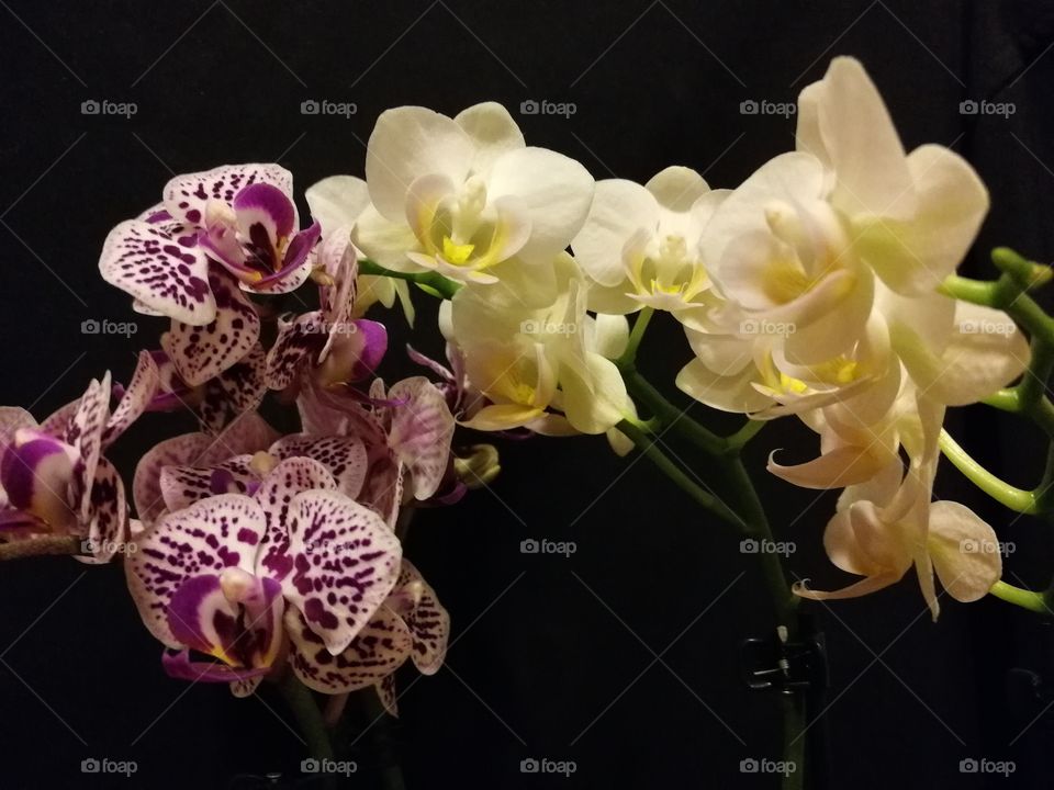 Roases - orchidea