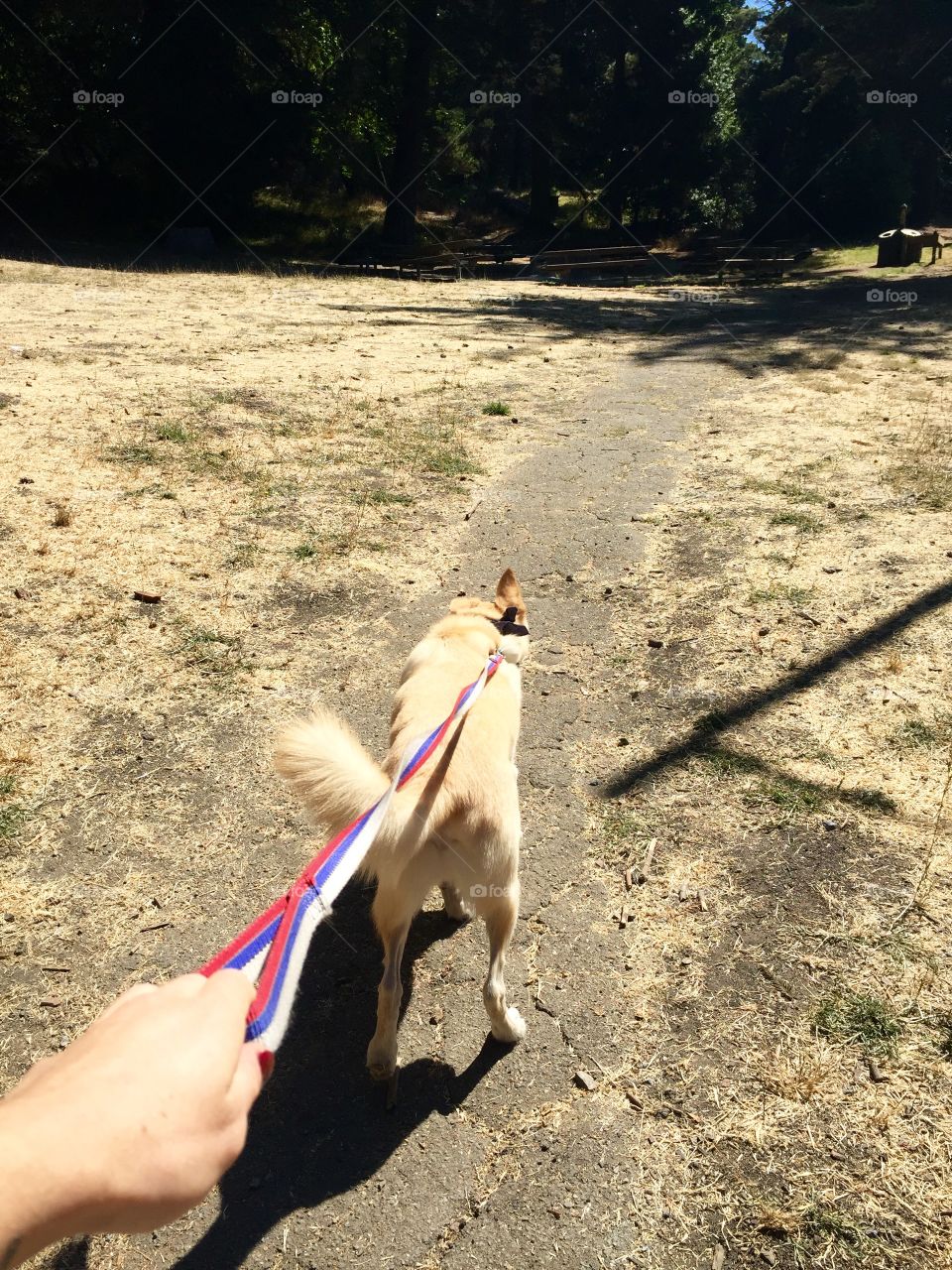 Simba leading me down a trail at the Park.