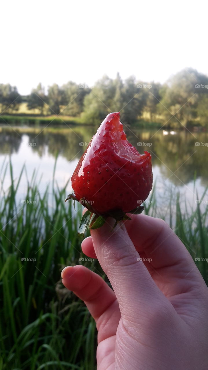 Eating big juicy strawberries by the lake in the summer