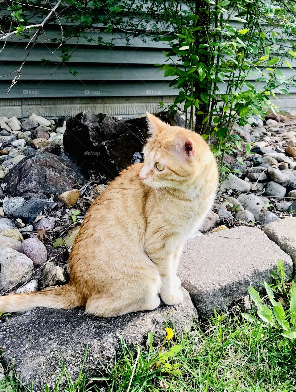 Darling orange tabby cat enjoying exploring all around outside in yard on beautiful day! 