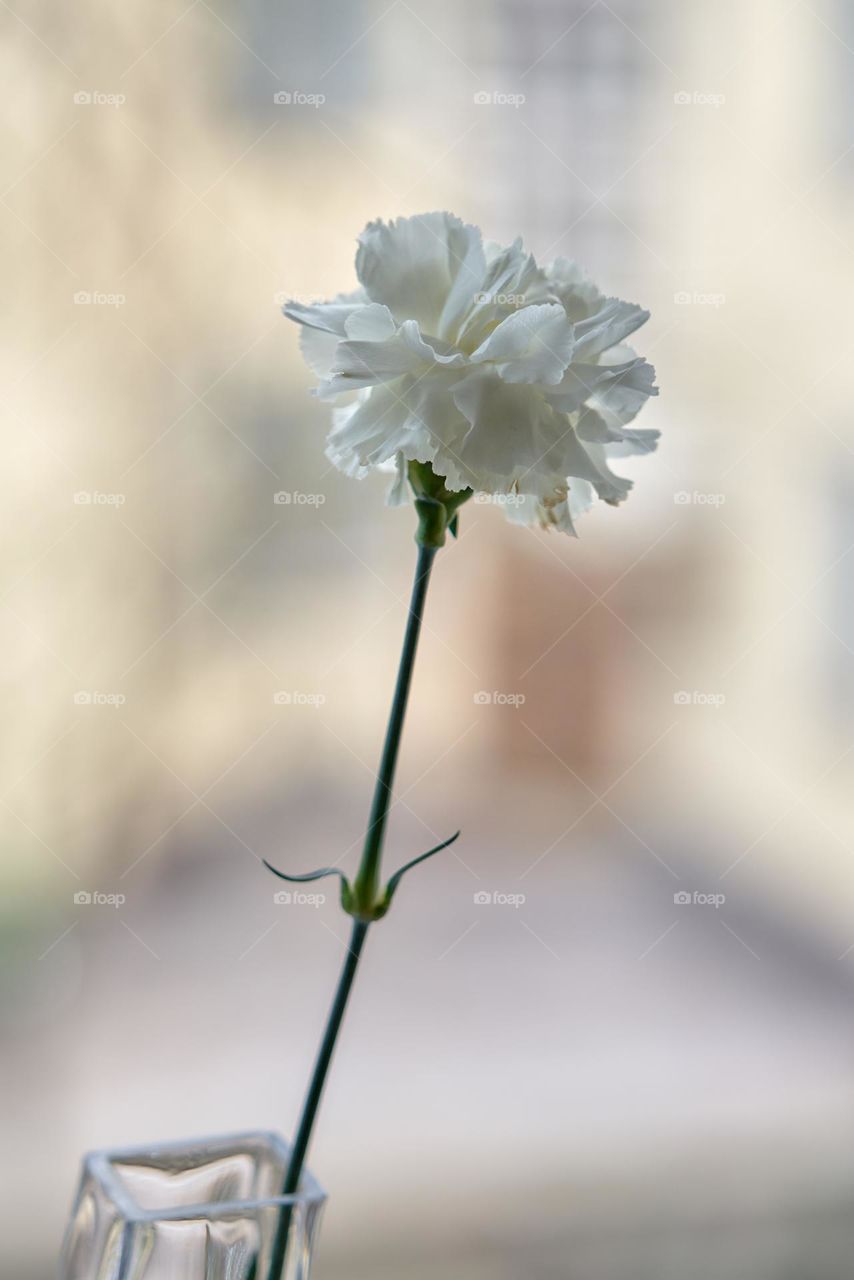 White flower in a vase in front of a window