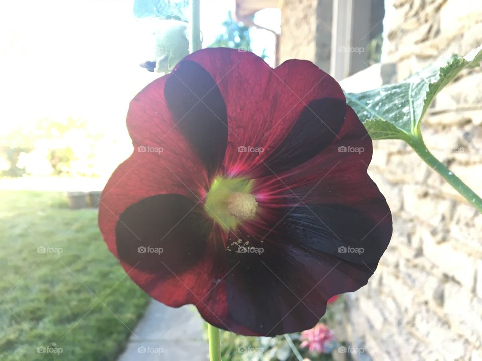 A large, beautiful dark hollyhock flower is back lit by the bright summer sun, showing off its rich colour. 