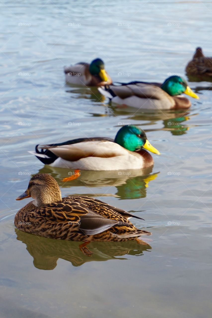 Duck reflections
