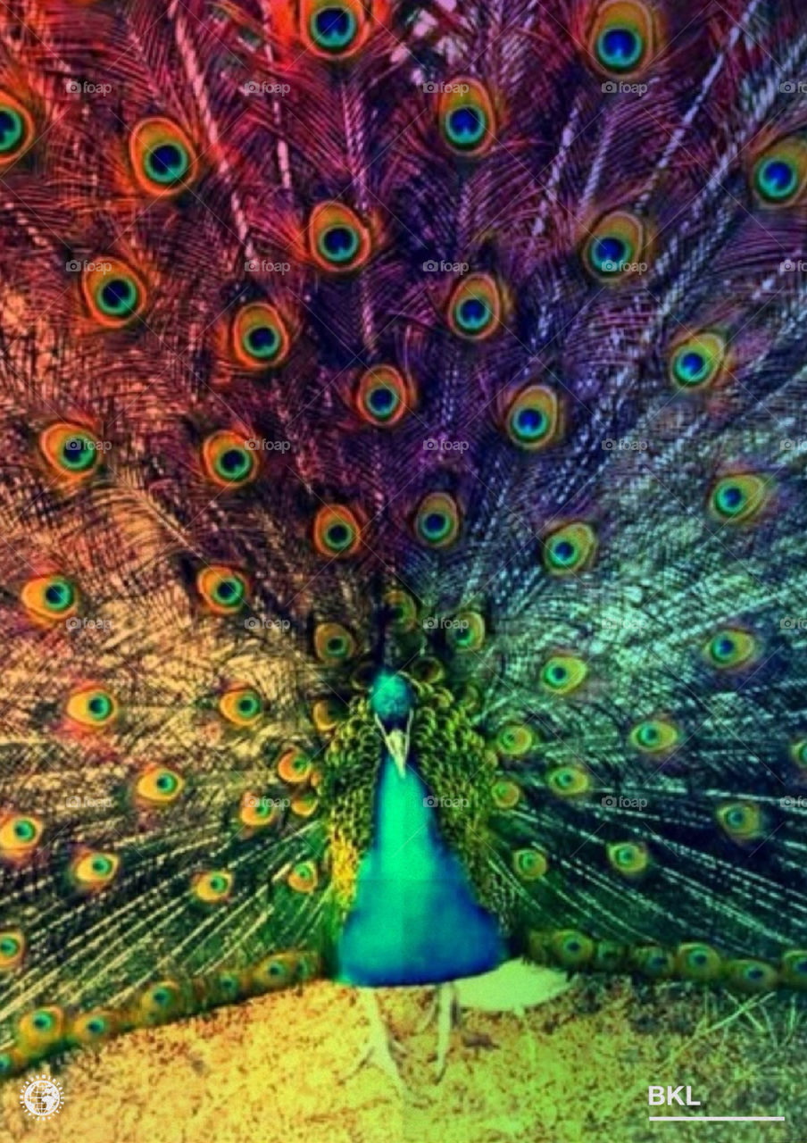 A very colorful peacock