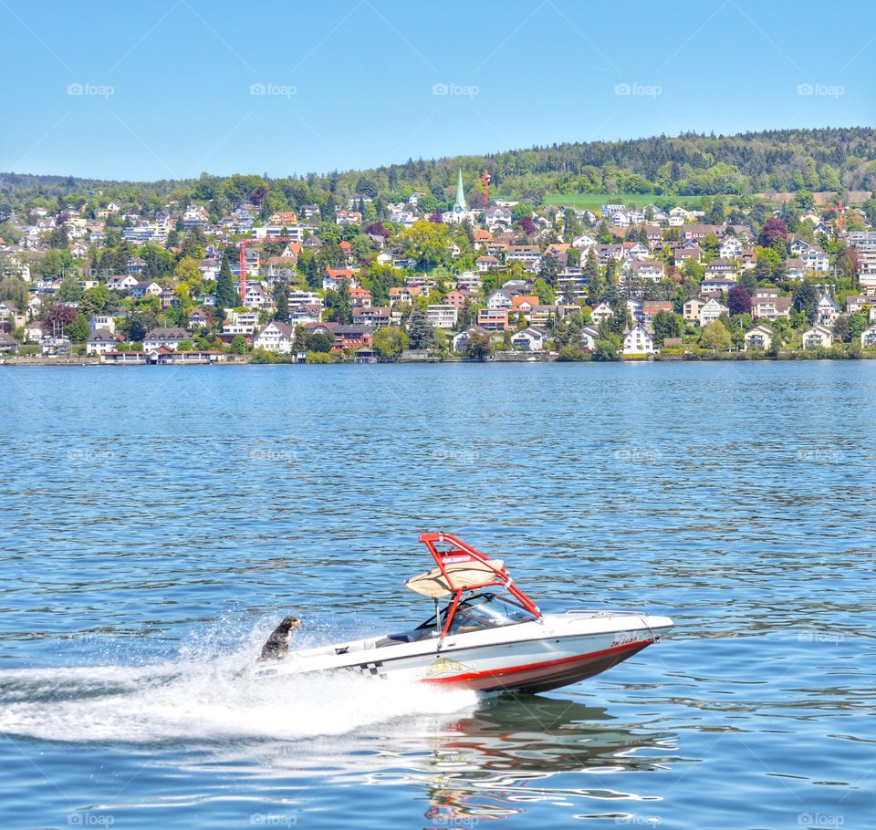 Dog enjoying its Holidays by taking a ride on Zurich Lake!