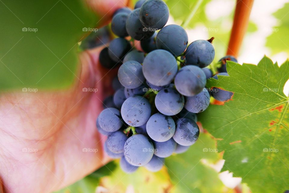 Person's hand holding grapes