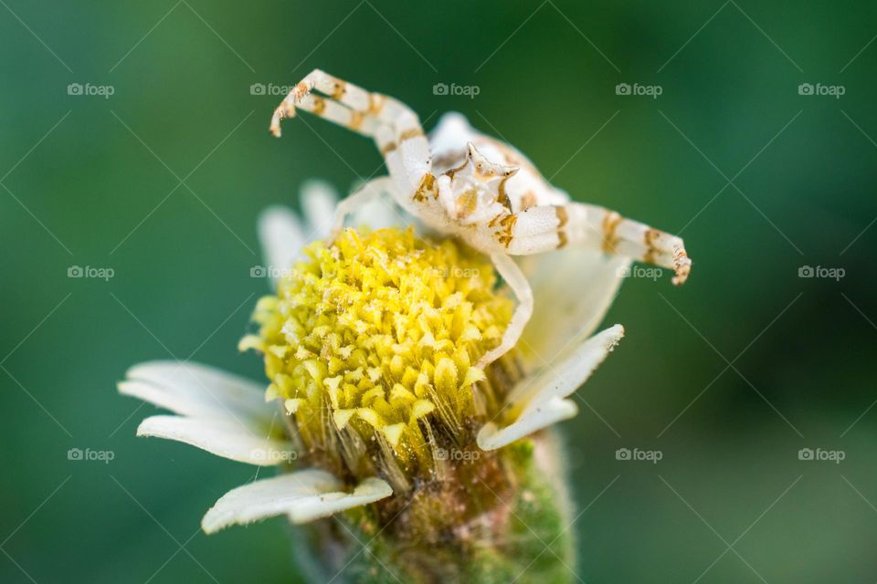 Crab Spider