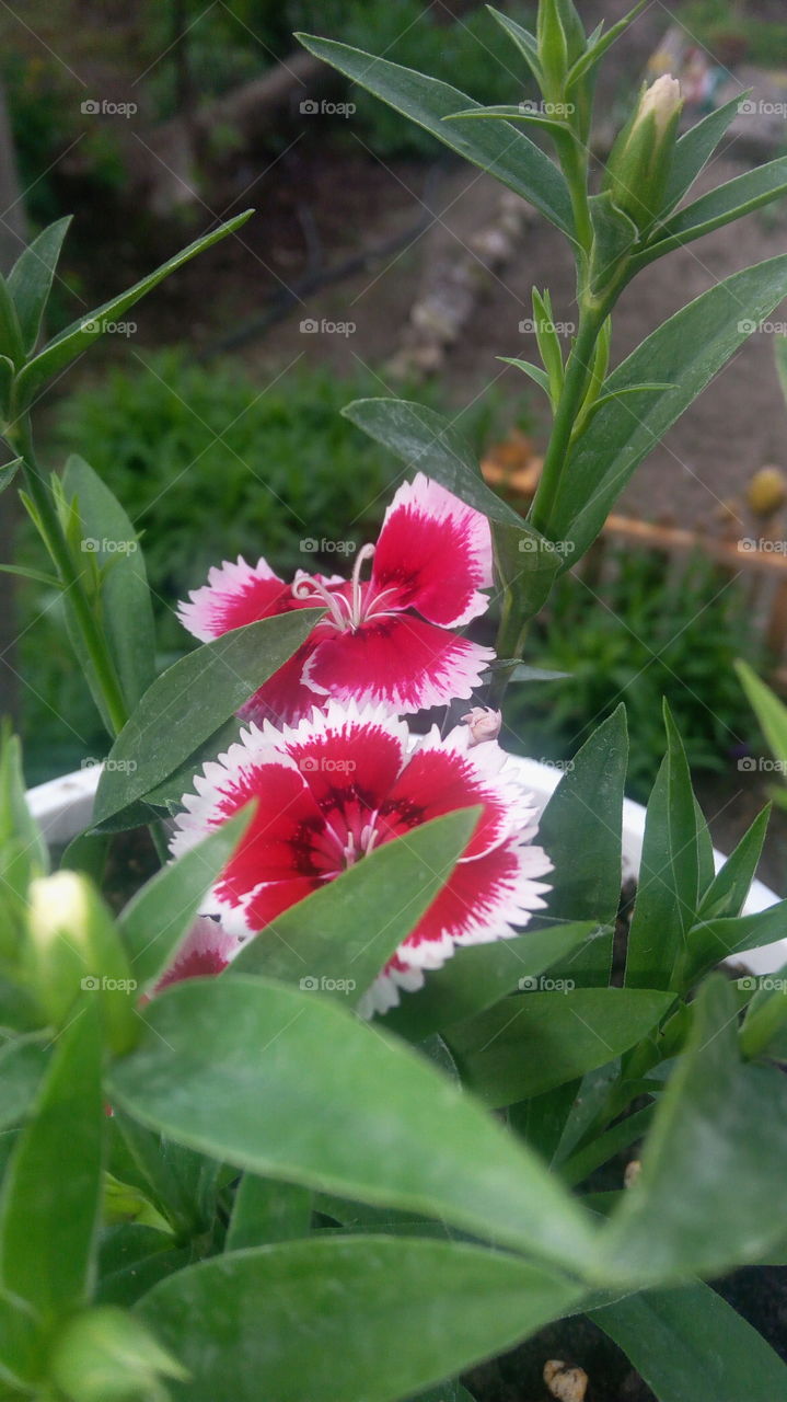 Clover another color