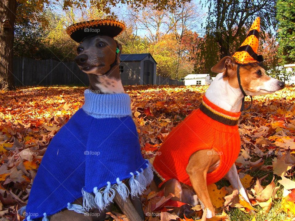 Dogs wearing costumes