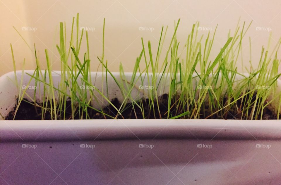 A white ceramic oblong container with grass planted in it.