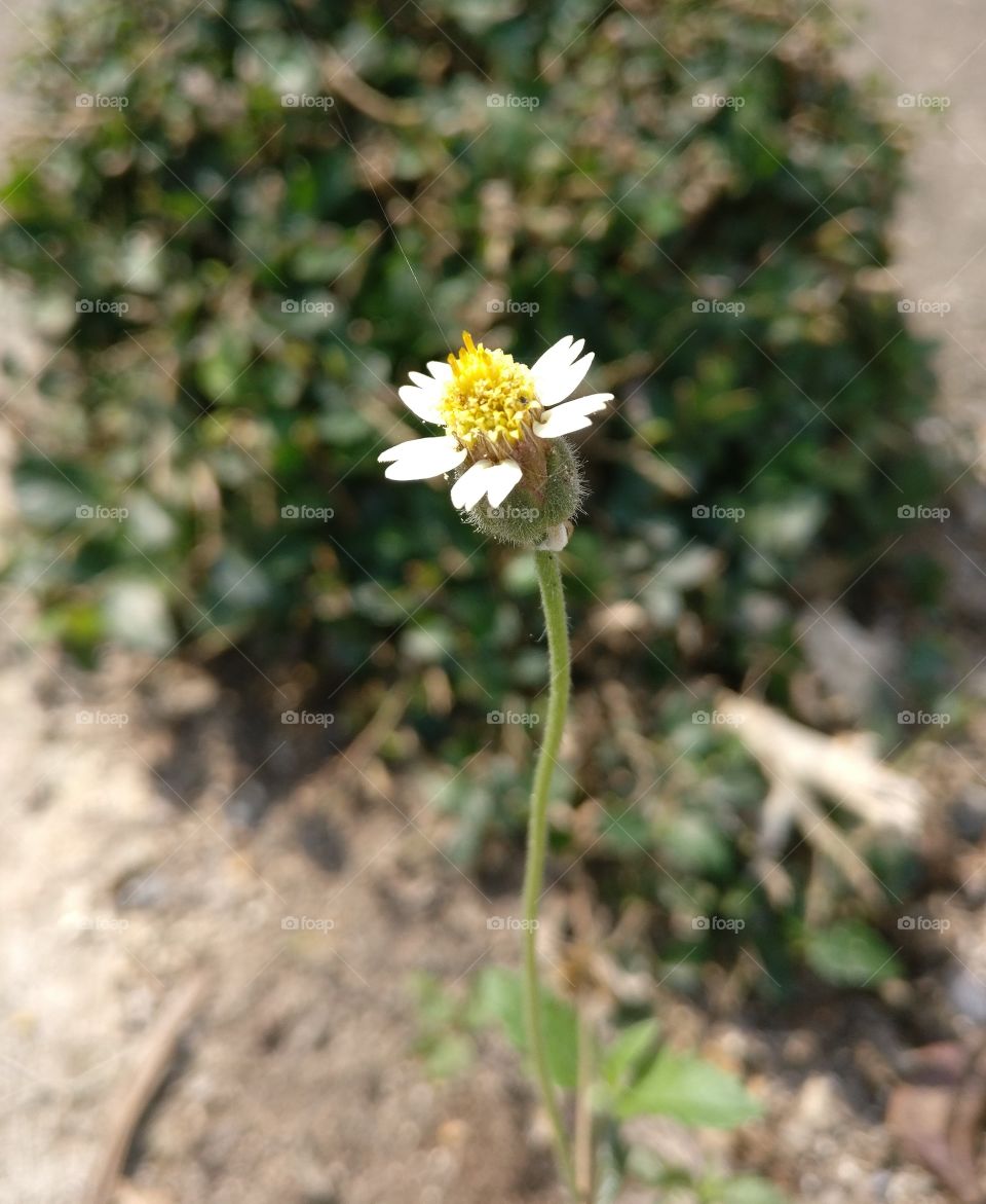 Wild tiny flower