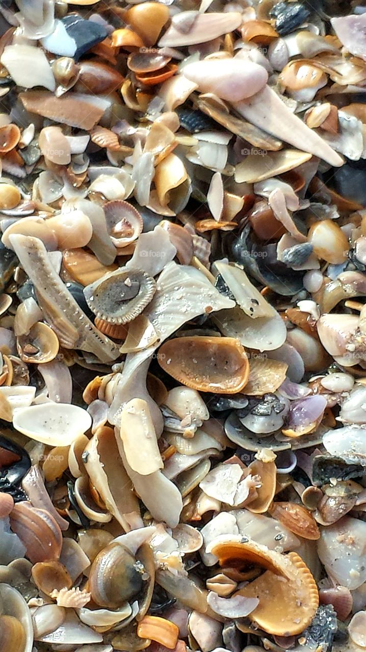 Shells