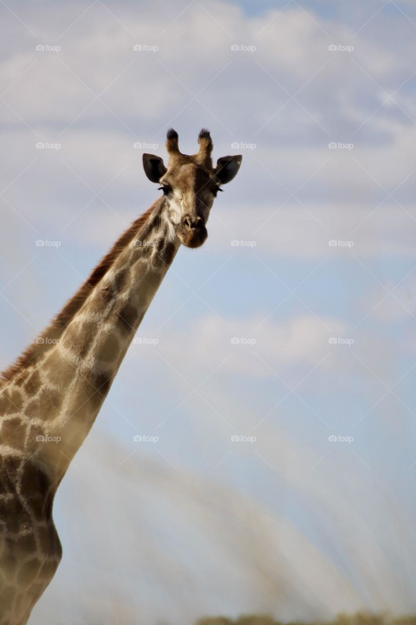 A picture of a giraffe 