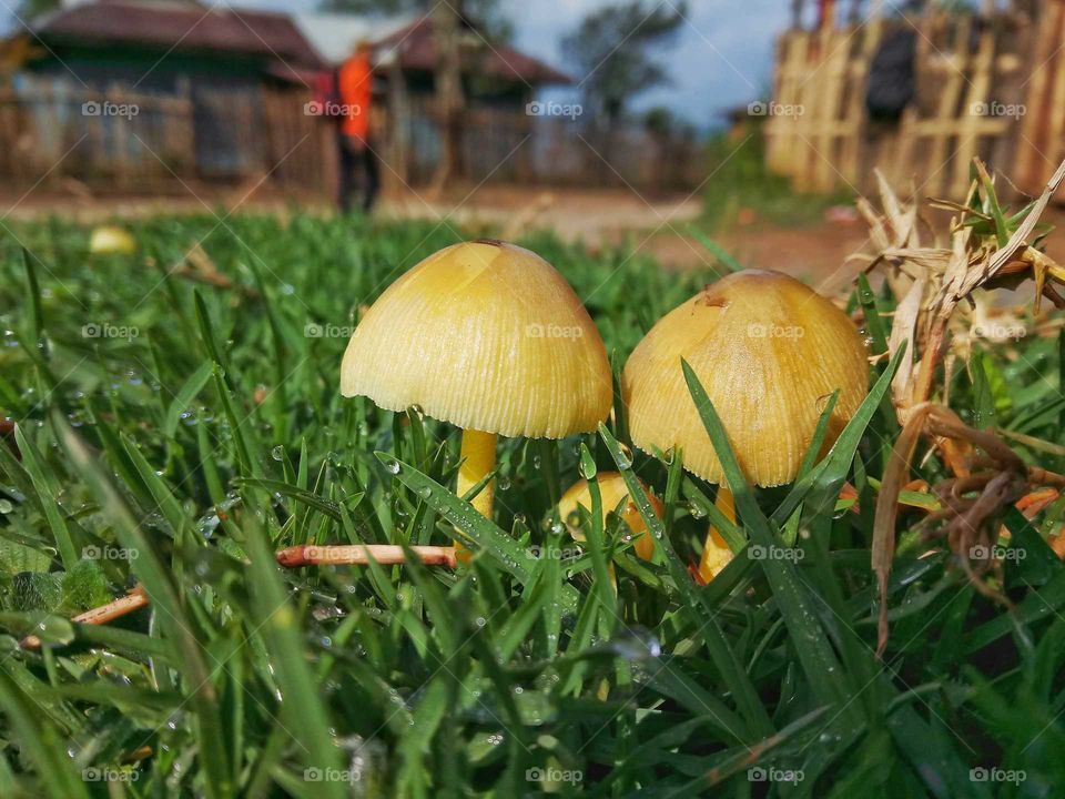 mushroom 1