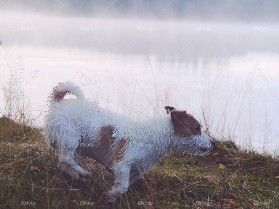 Dog running