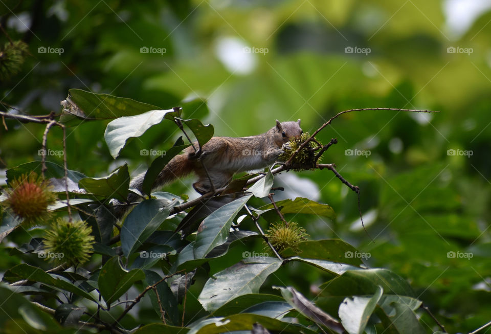 squirrel eating fruit