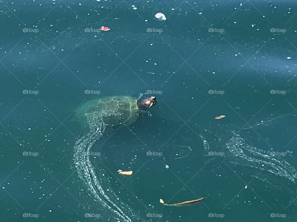 Turtle at pond surface with algae 