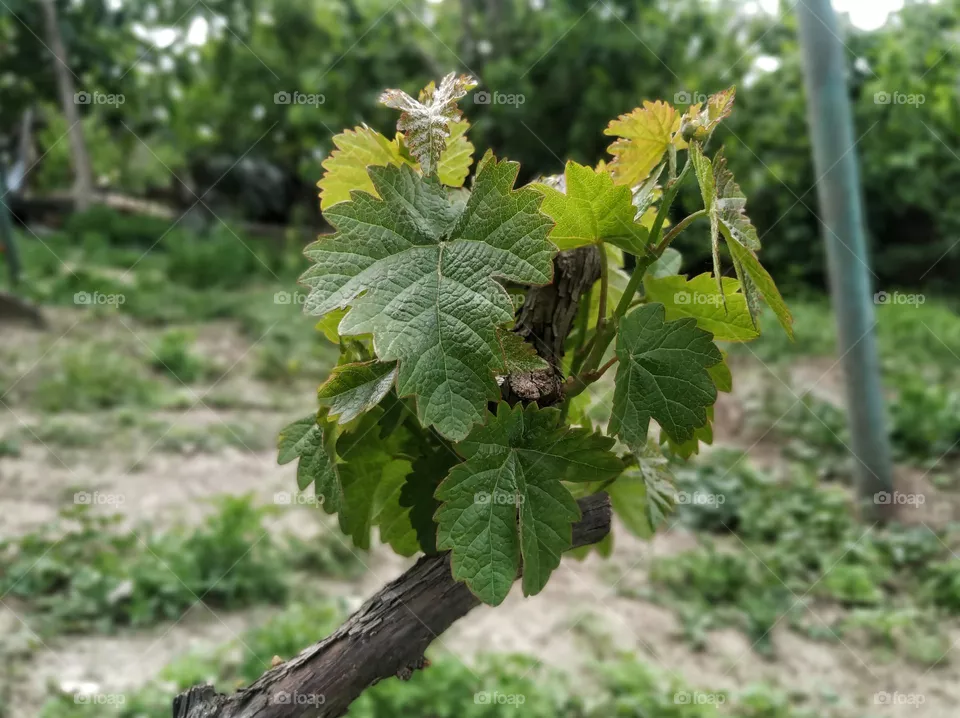 vine leaf
