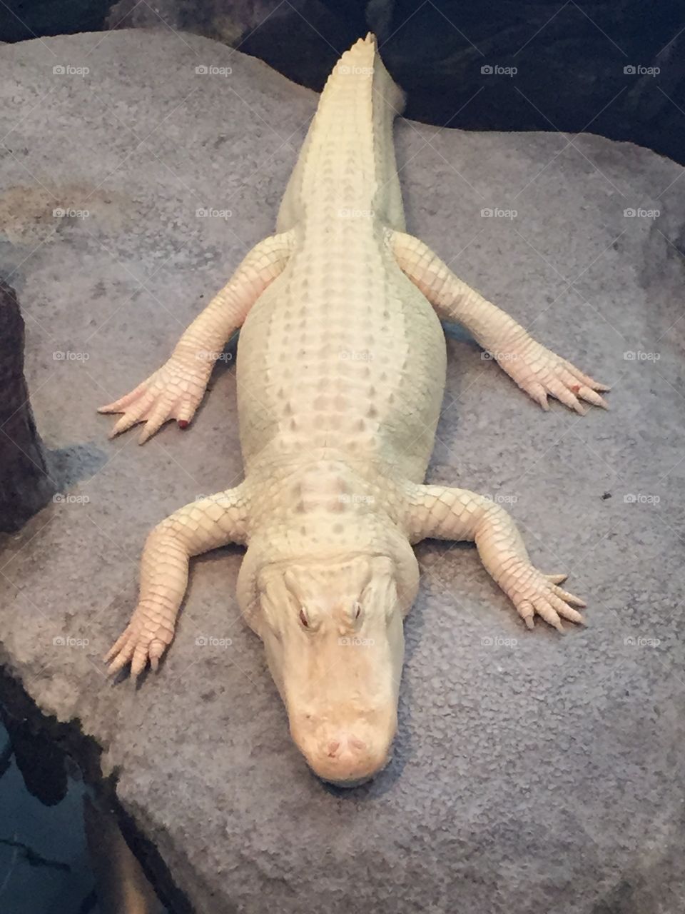 A white alligator from the San Francisco Academy of Sciences 