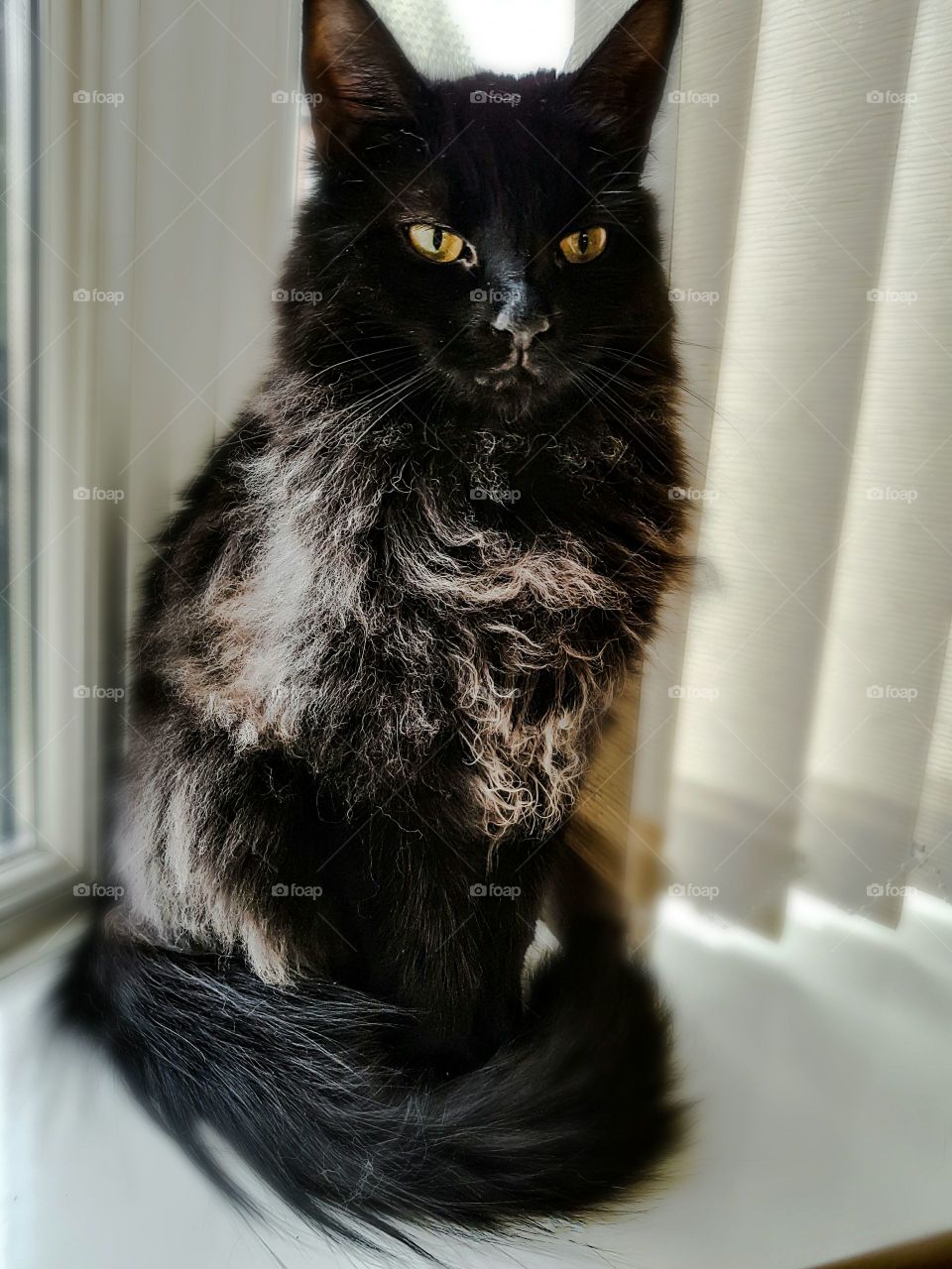 Black smoke mainecoon cat. beautiful amber eyes.