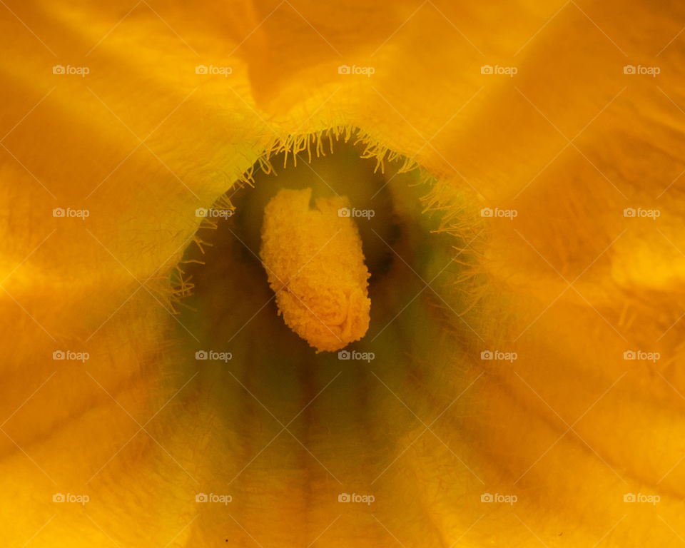 It's a close up view of male pumpkin flower. Inside the middle of flower we can notice the stamen surrounded by soft petals.