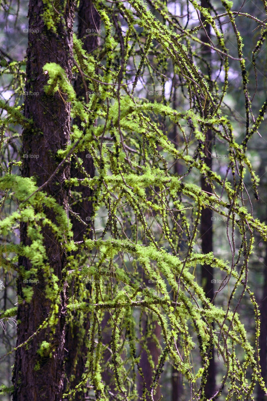 green trees branches moss by mmcook