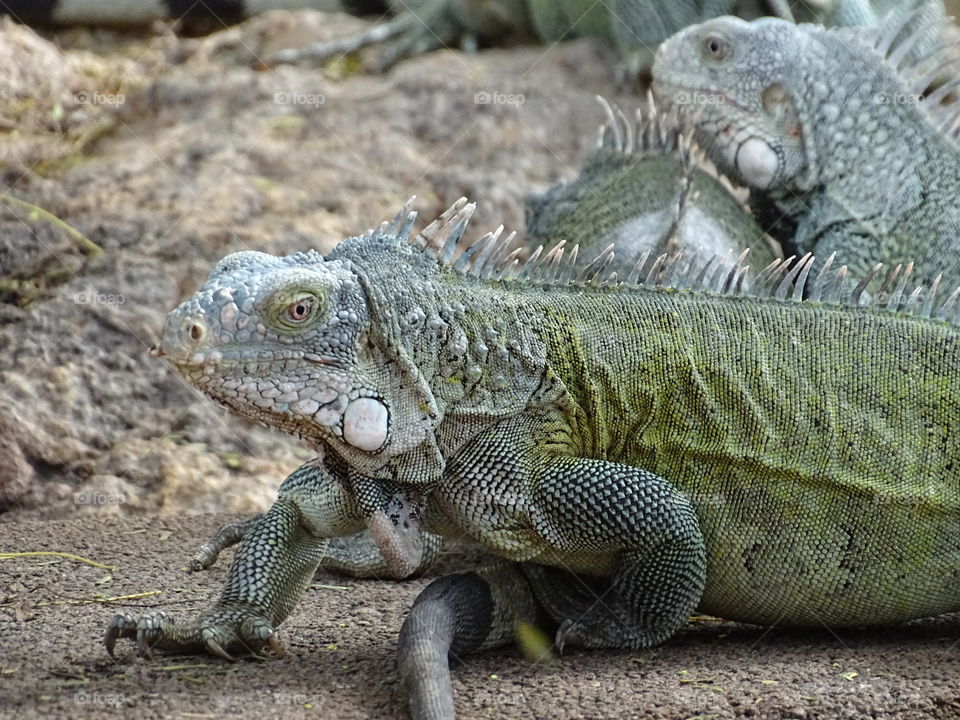 Iguana