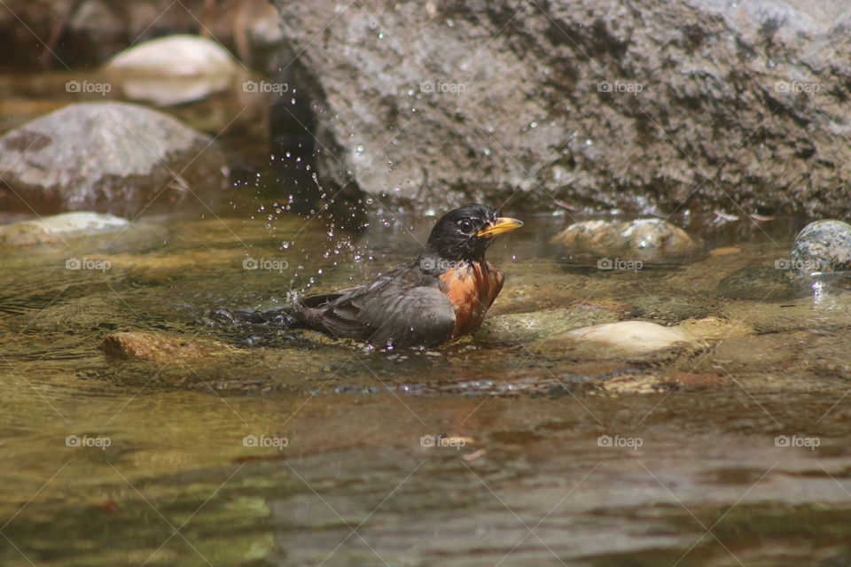 Bathing robin
