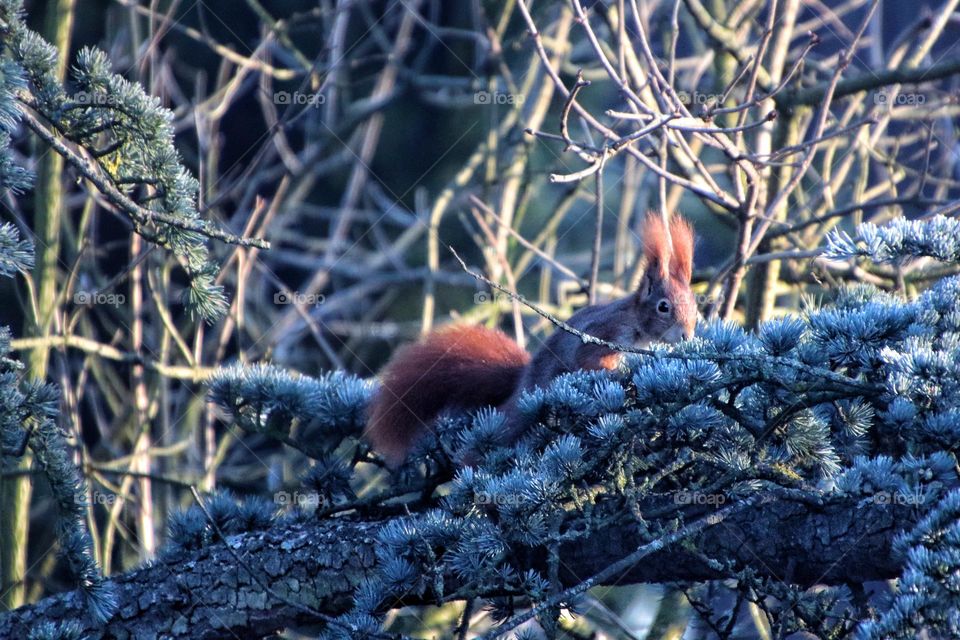 A red squirrel jumps over frozen pine branches in winter