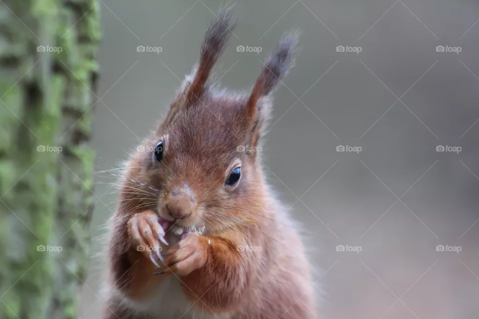 Squirrel