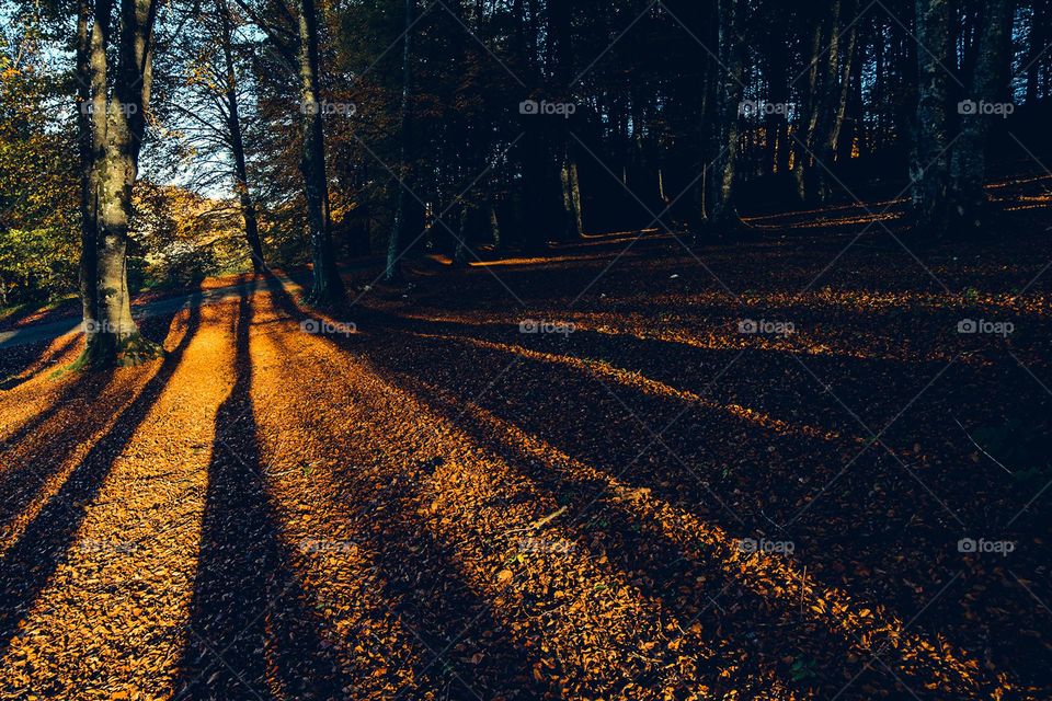 beech trees in autumn, abruzzo, italy
