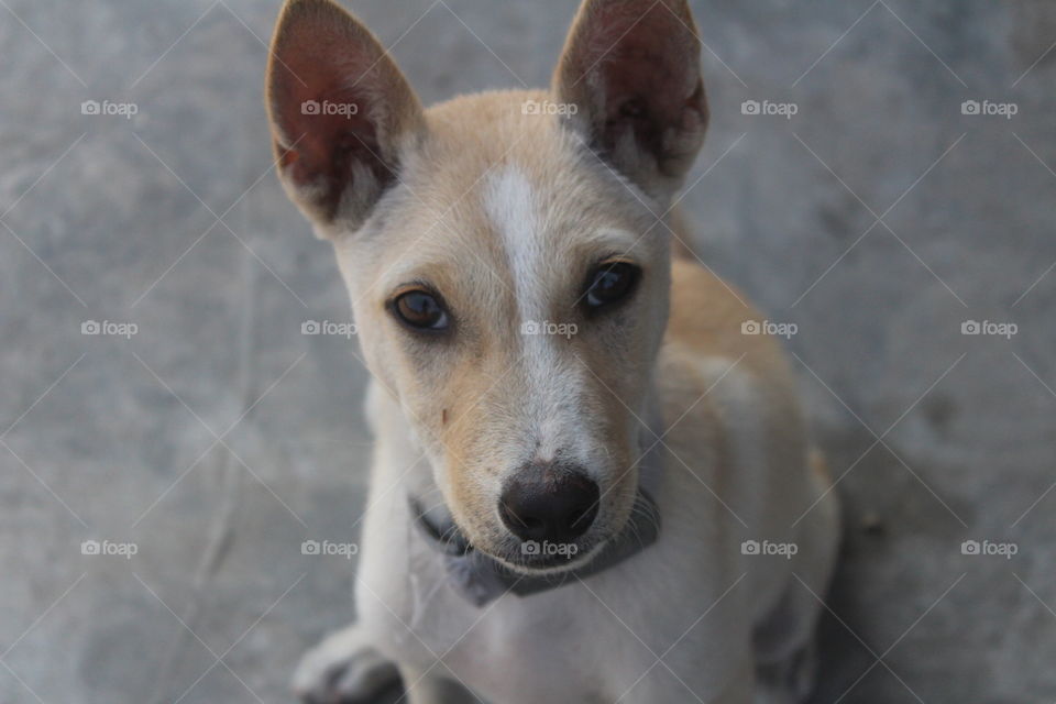 Dog, Animal, Cute, Mammal, Canine