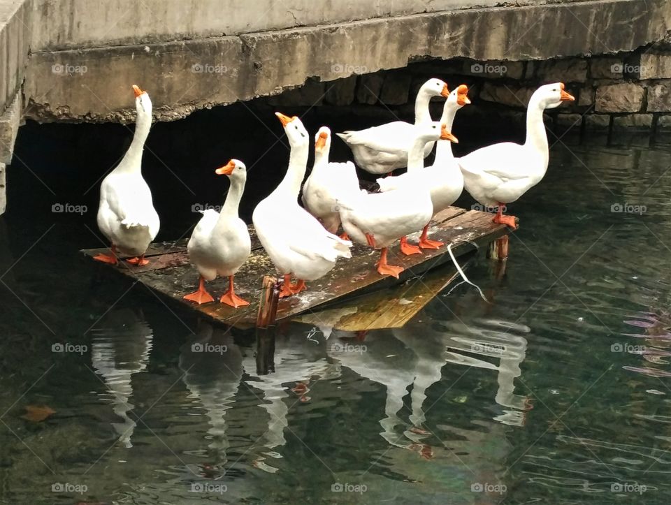 group of gooses