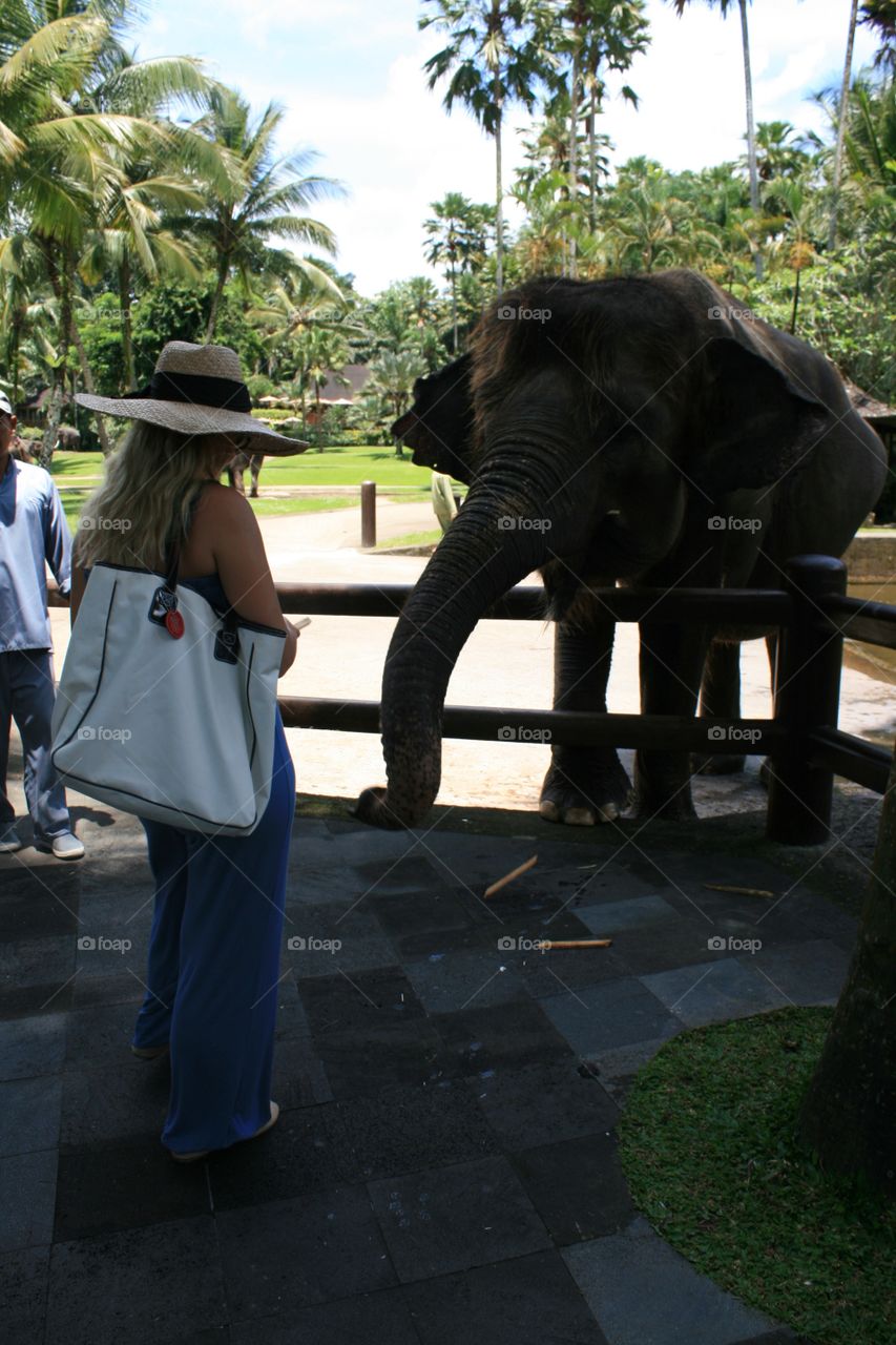 Elephants 