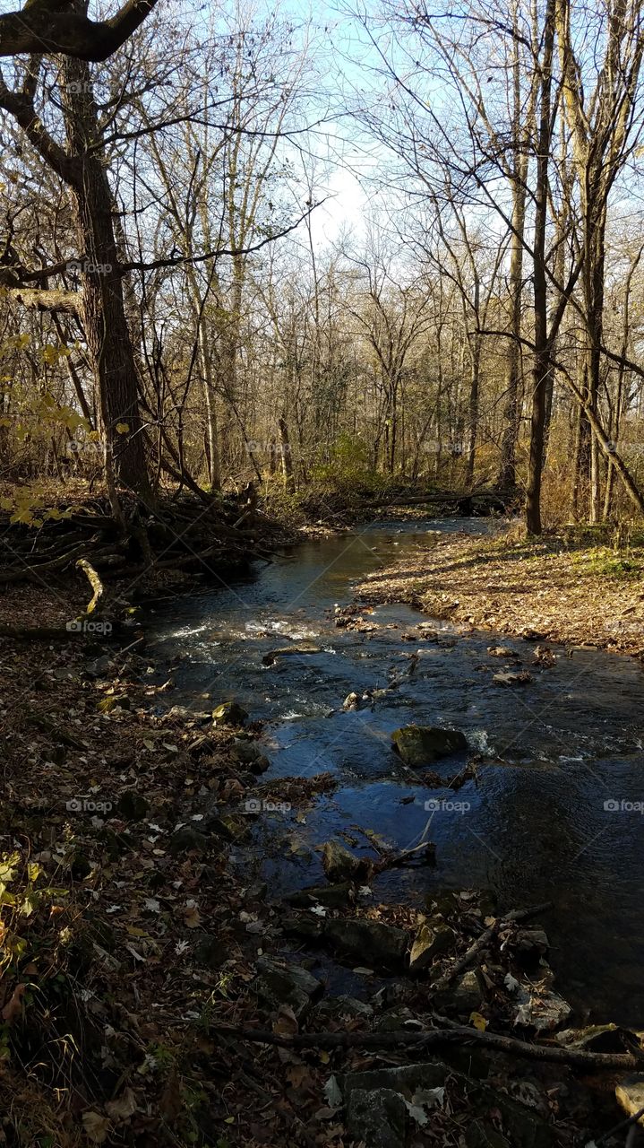 stream through the woods