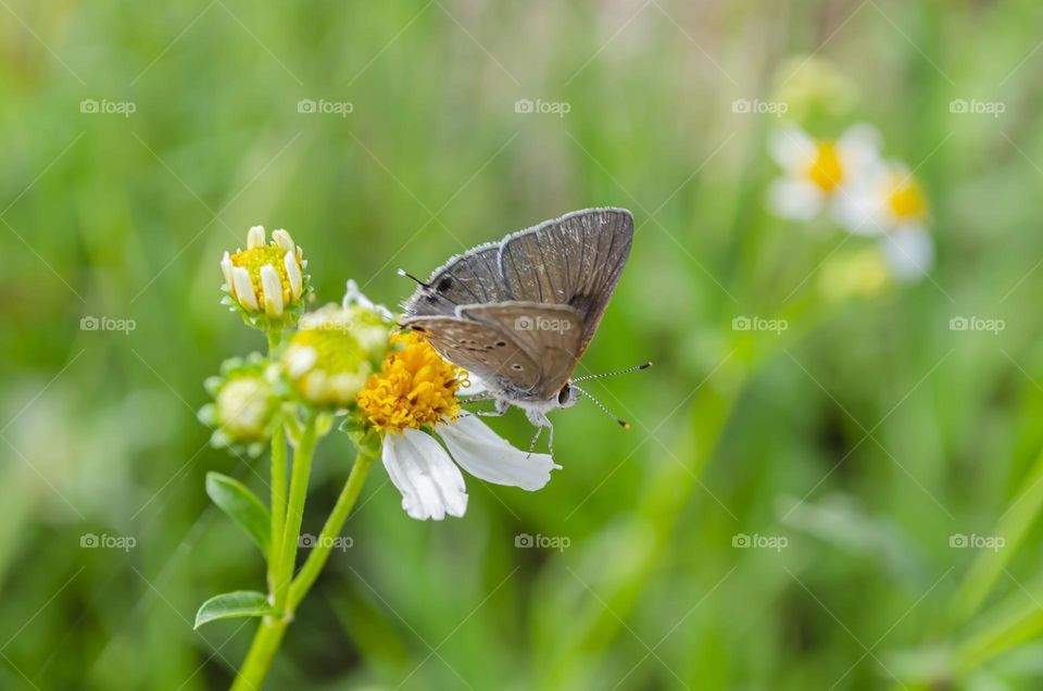 Butterfly On Spanish Needle