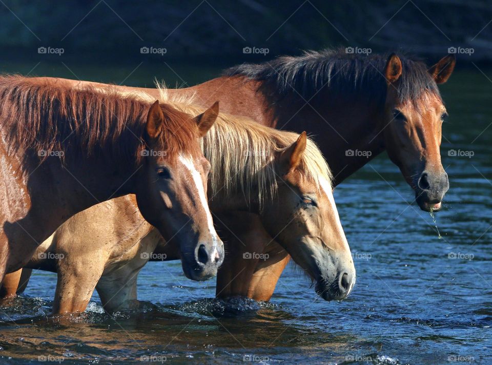 Wild Horses in the River