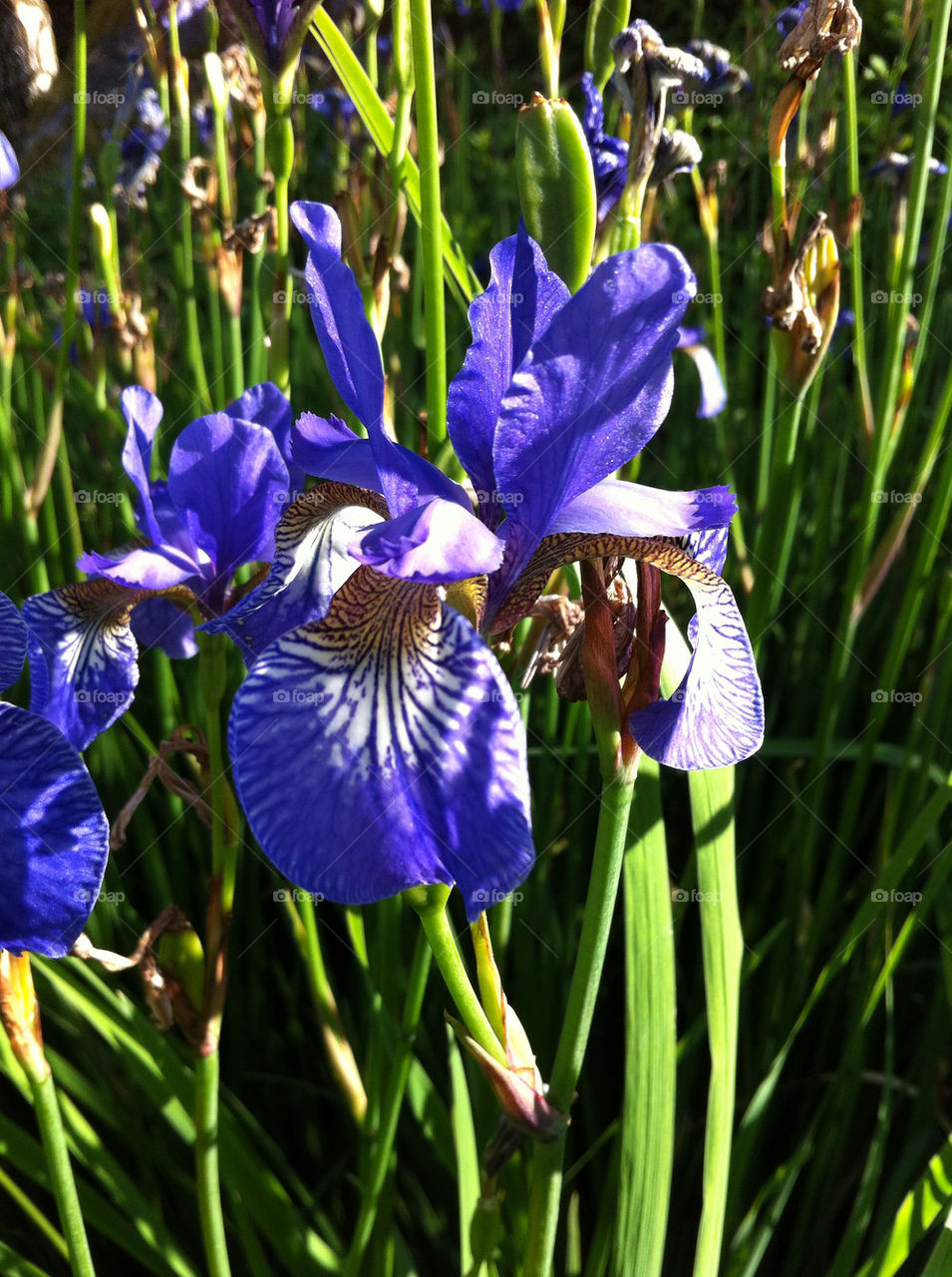 flower blue blomma blå by ingelad