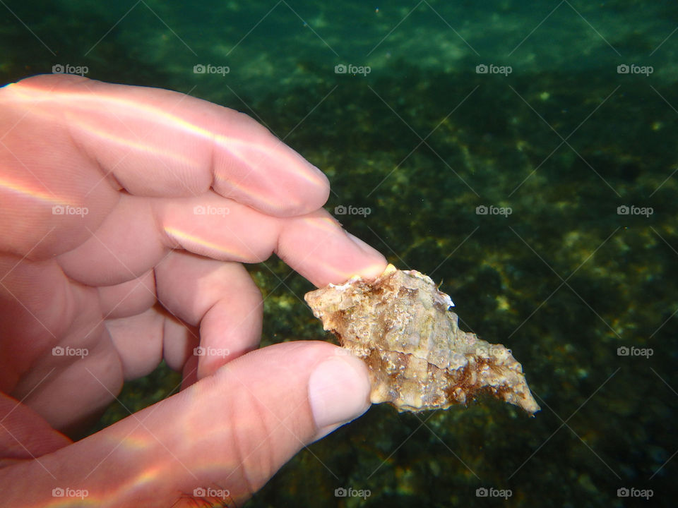 barnacle. hand holding barnacle underwater